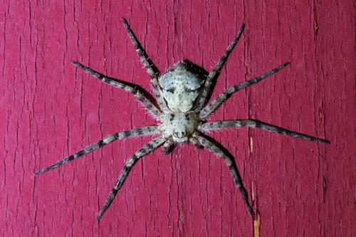 Philodromus margaritatus